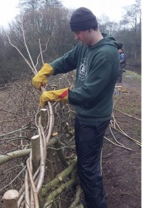 Hedgelaying in the Churnet Valley
